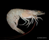 Farfantepenaeus aztecus - brown shrimp, SEAMAP collections